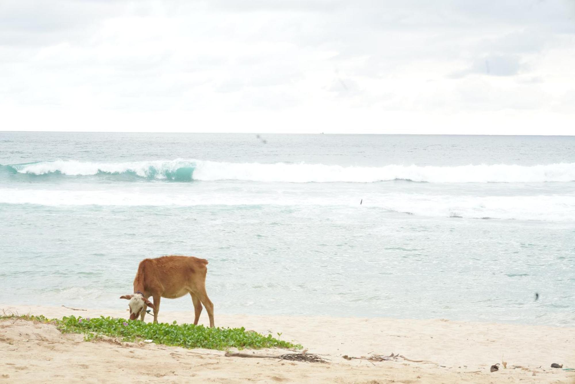 Surf Orchid Villa Weligama Zewnętrze zdjęcie